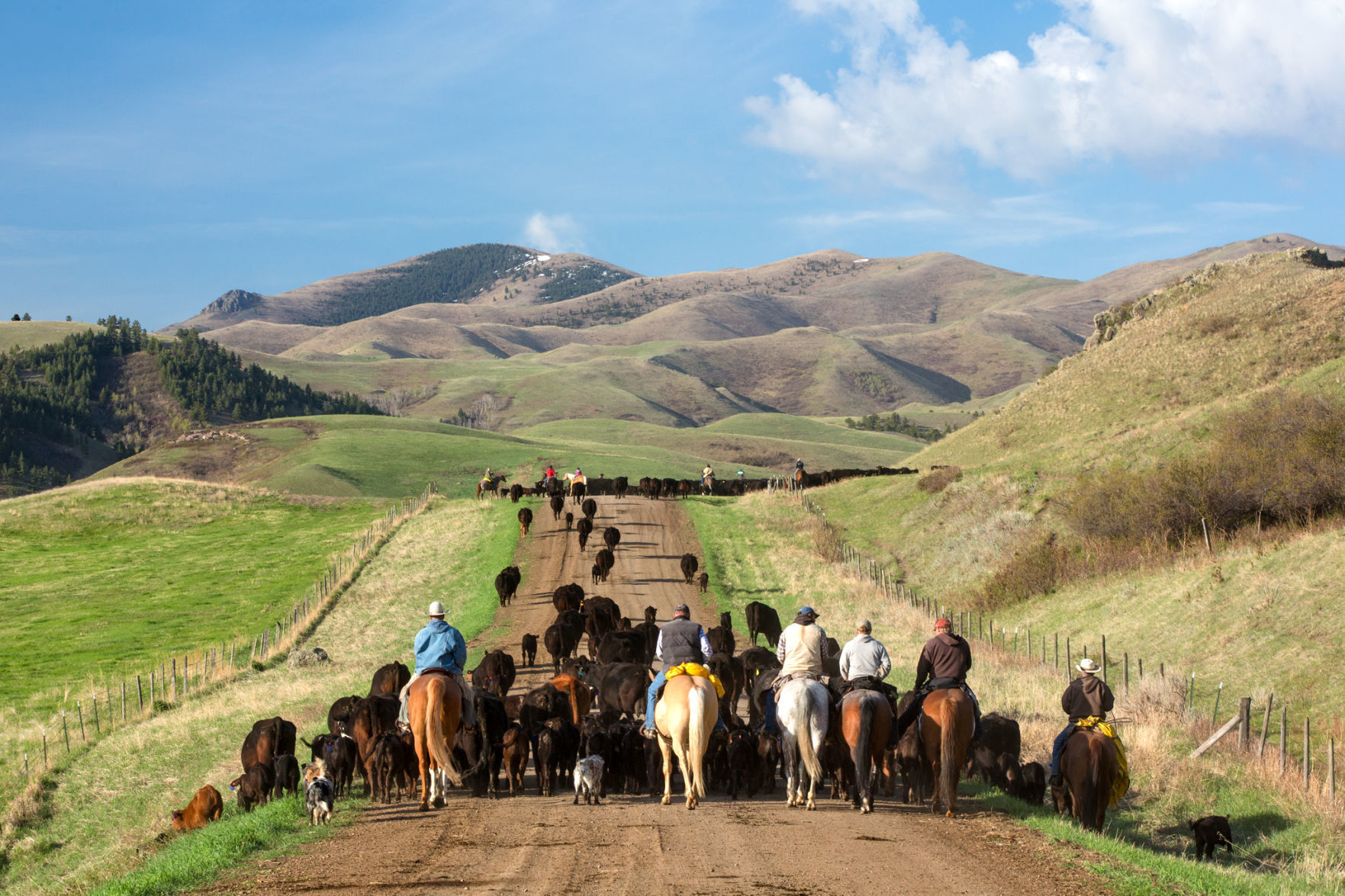 Clear Creek cattle drive